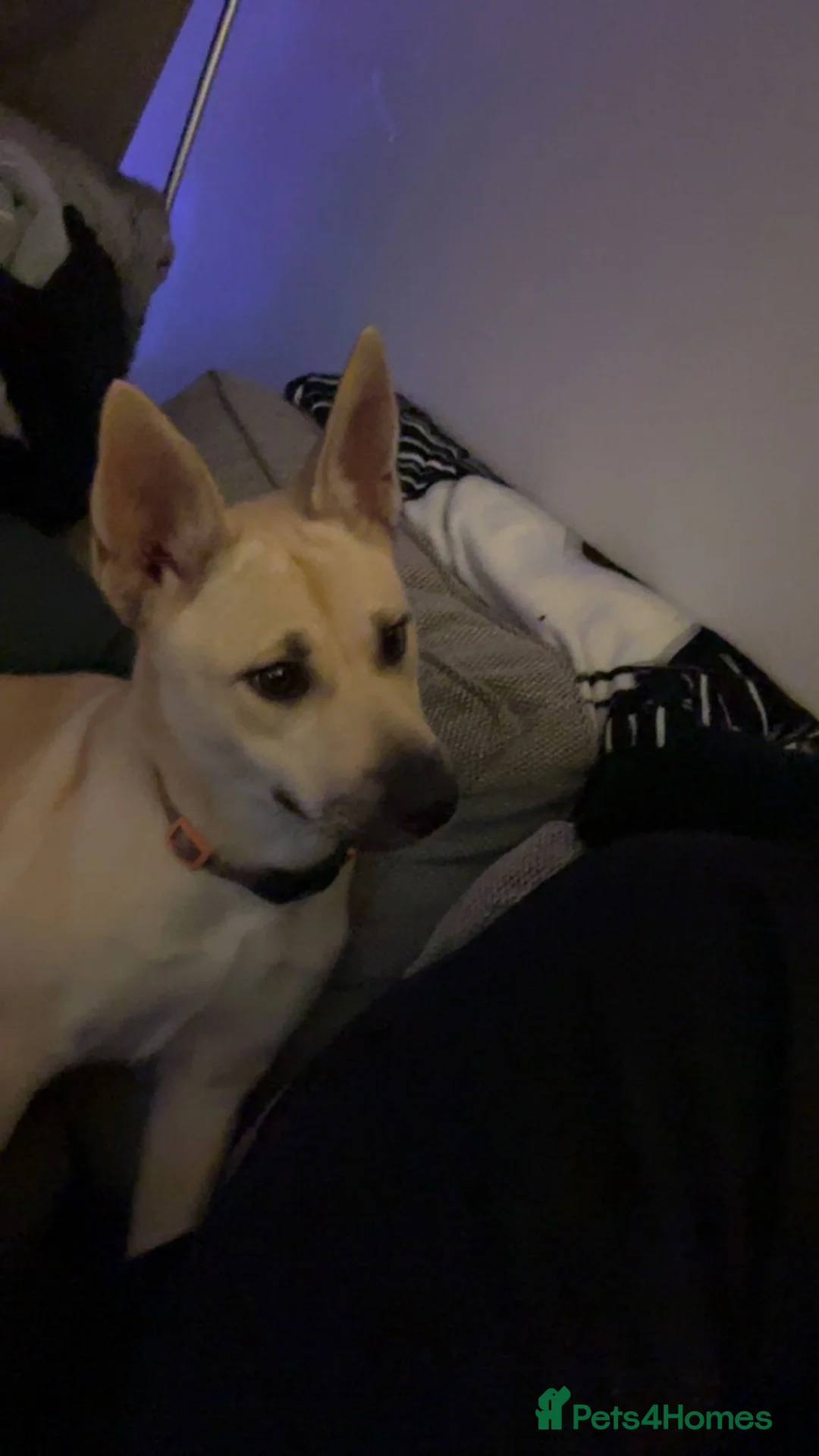 Mixed Breed dogs for sale: Beautiful German Shepherd girl - Advert 6