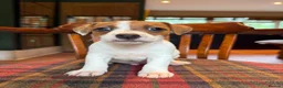Jack Russell dogs for sale: Traditional Jack Russell Terriers  - Advert 8