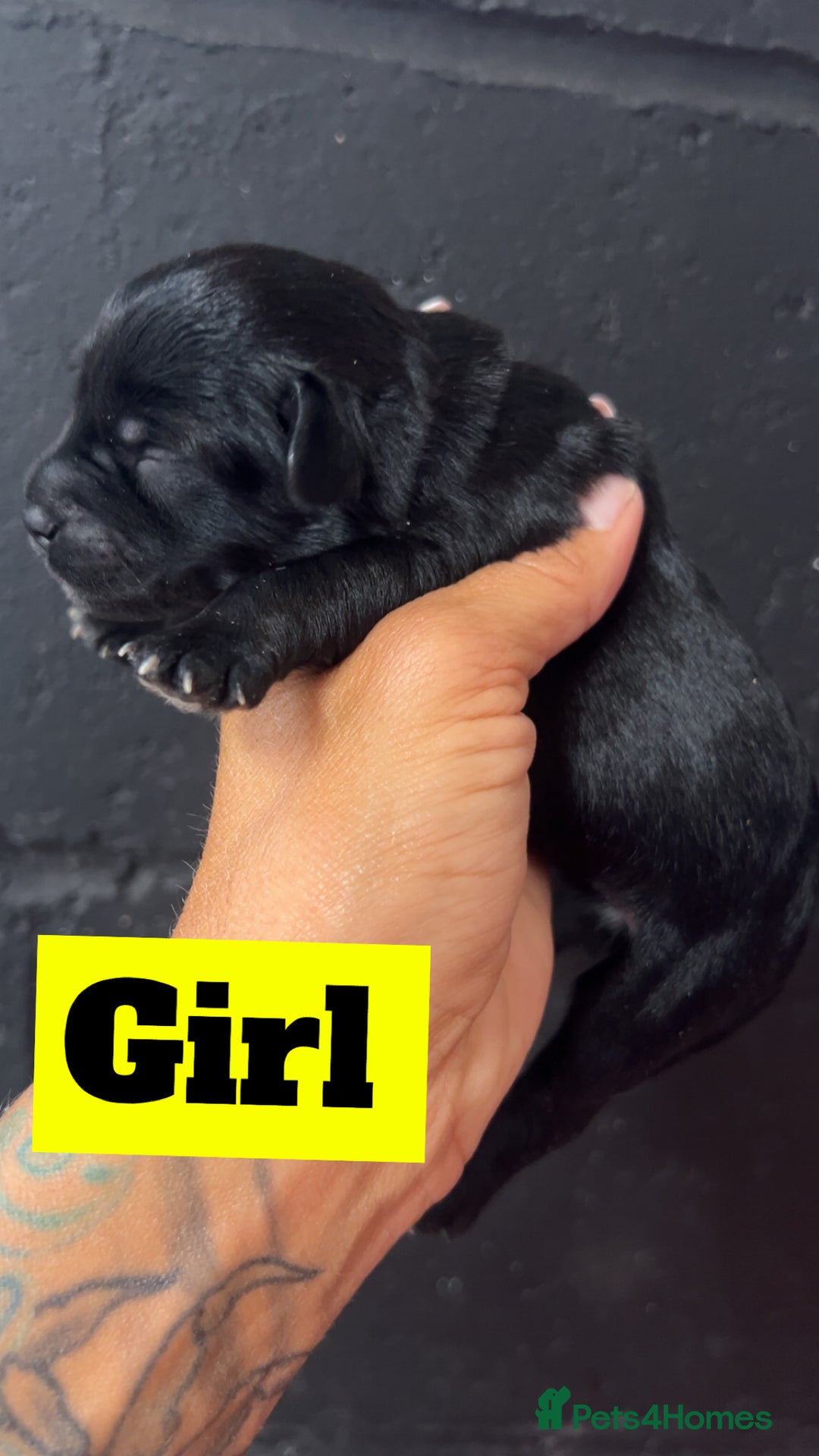 Mixed Breed dogs for sale: Miniature schnoodle pups  - Image 6