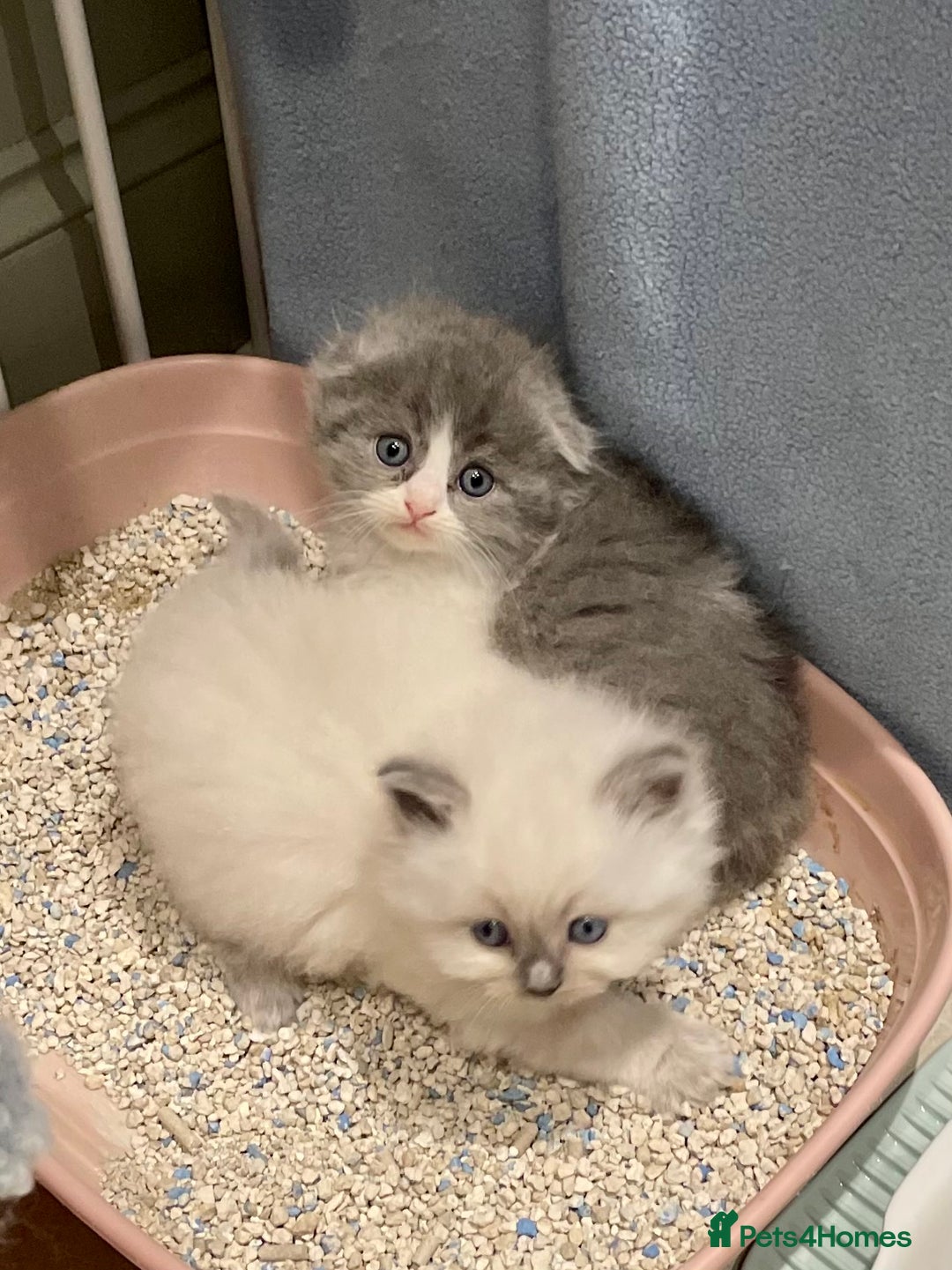 Ragdoll cats for sale: Exquisite, truly unique Ragdolls & Ragfold kittens - Advert 29