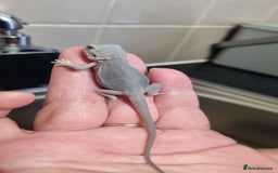 Bearded Dragon reptiles for sale: Bearded dragons  babies  - Image 22