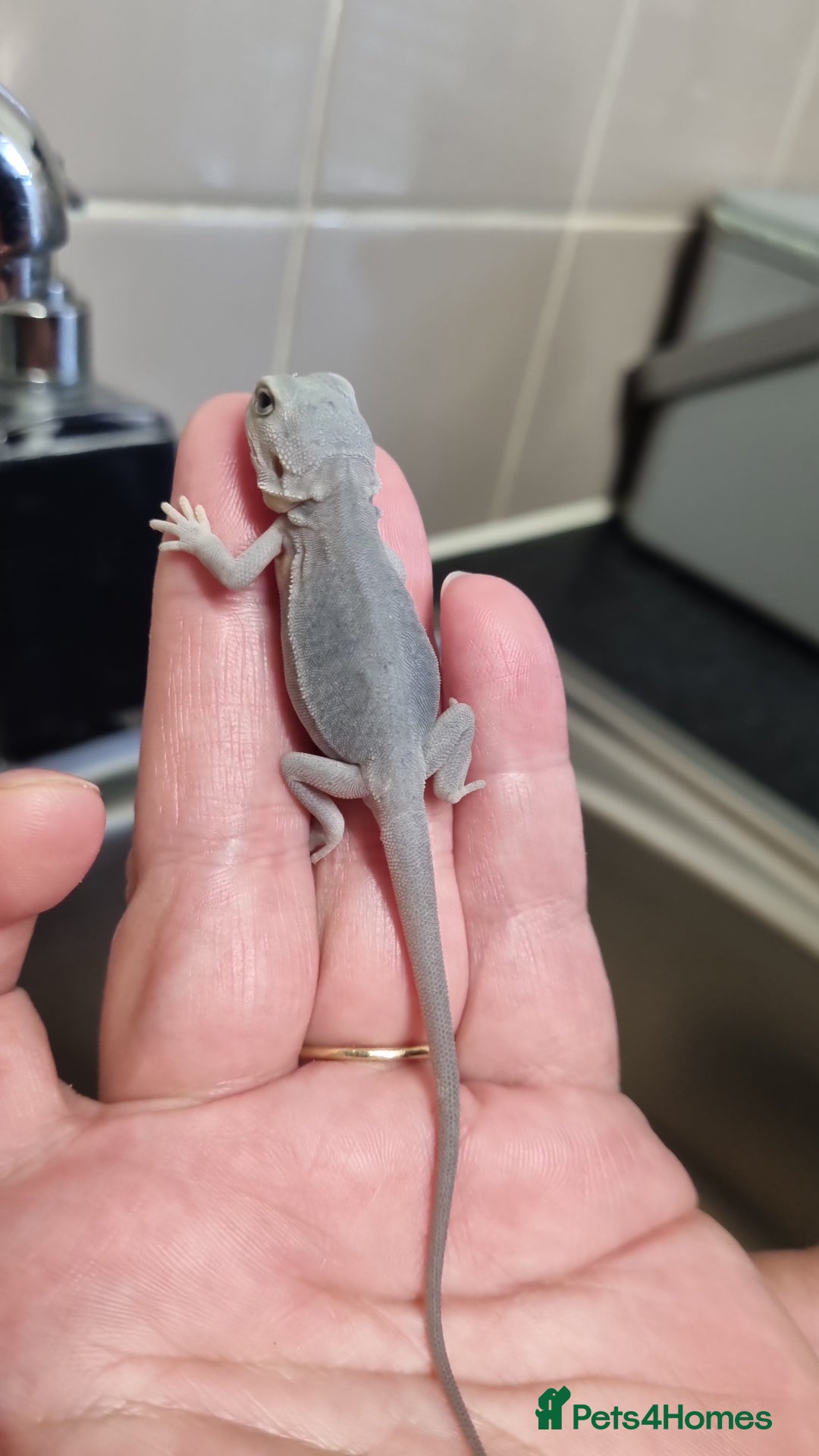 Bearded Dragon reptiles for sale: Bearded dragons  babies  - Image 22