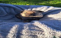 German Shepherd dogs for sale: German Shepherd poppers - Image 11