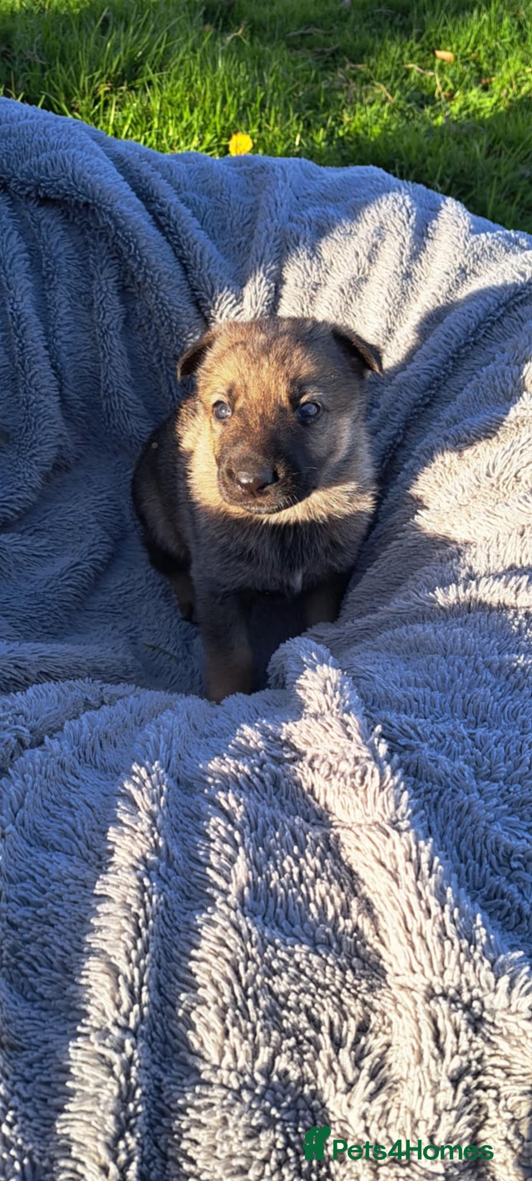 German Shepherd dogs for sale: German Shepherd poppers - Image 11