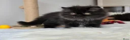 Persian cats for sale: Persian Kittens - Advert 8