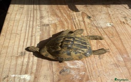 Tortoise reptiles for sale: Hermanns tortoise male  - Image 4