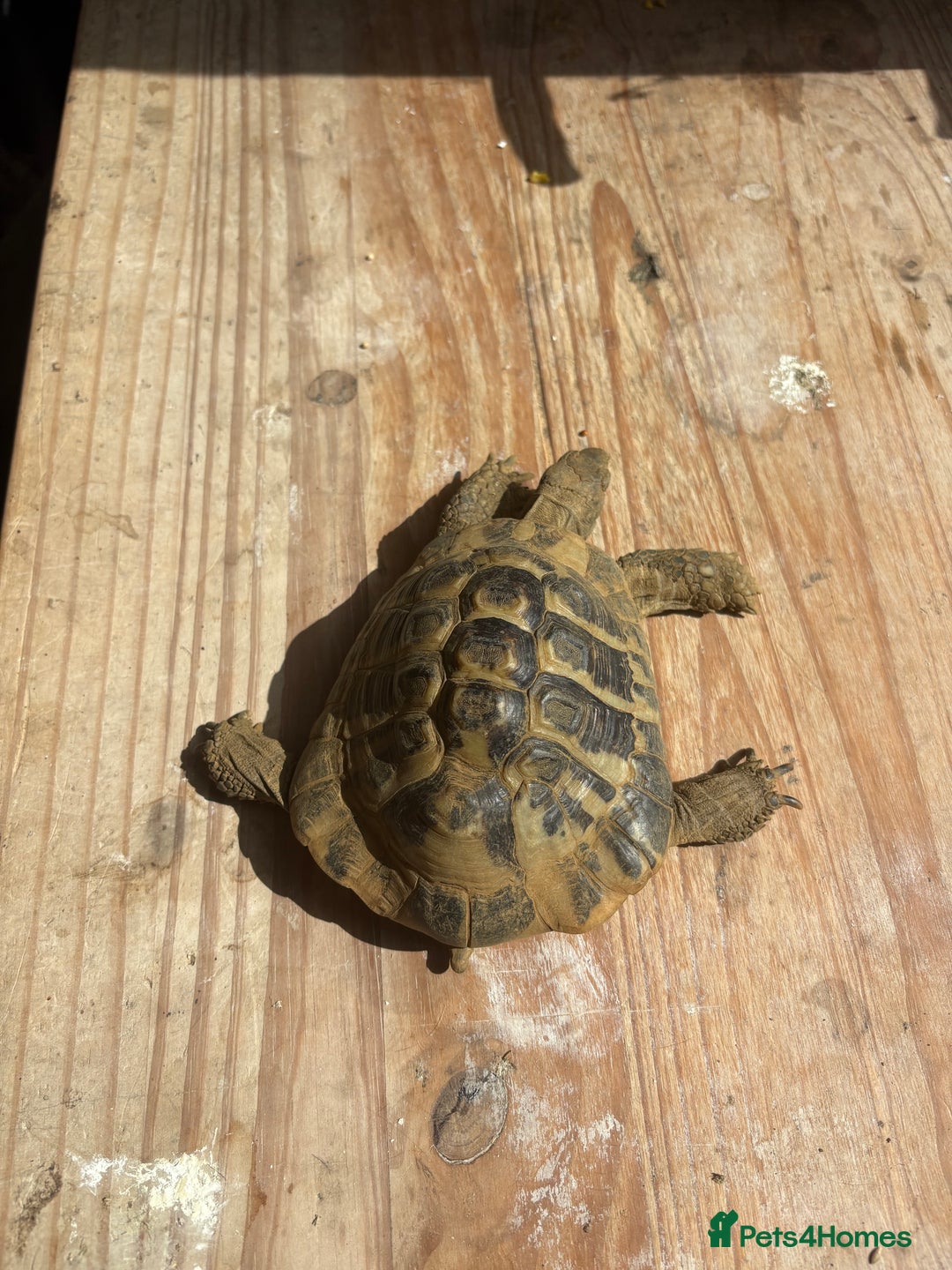 Tortoise reptiles for sale: Hermanns tortoise male  - Image 4
