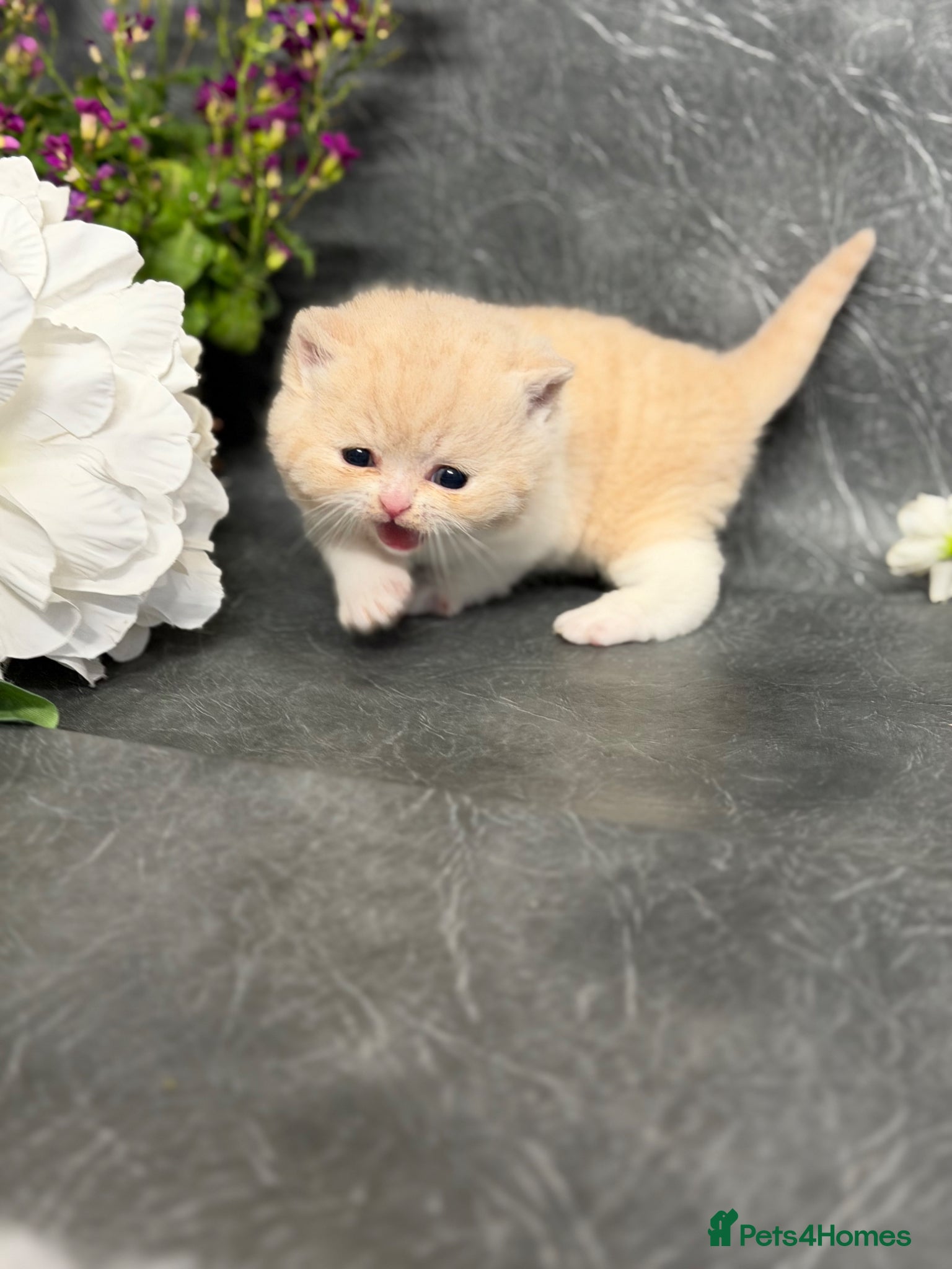 British Shorthair cats Full Pedigree/Registered BSH from £1200 - Advert 2