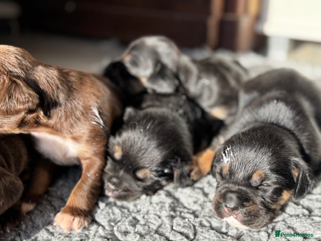 Mixed Breed dogs for sale: French Bulldog x Springer Spaniel pups ready 15Oct - Image 5