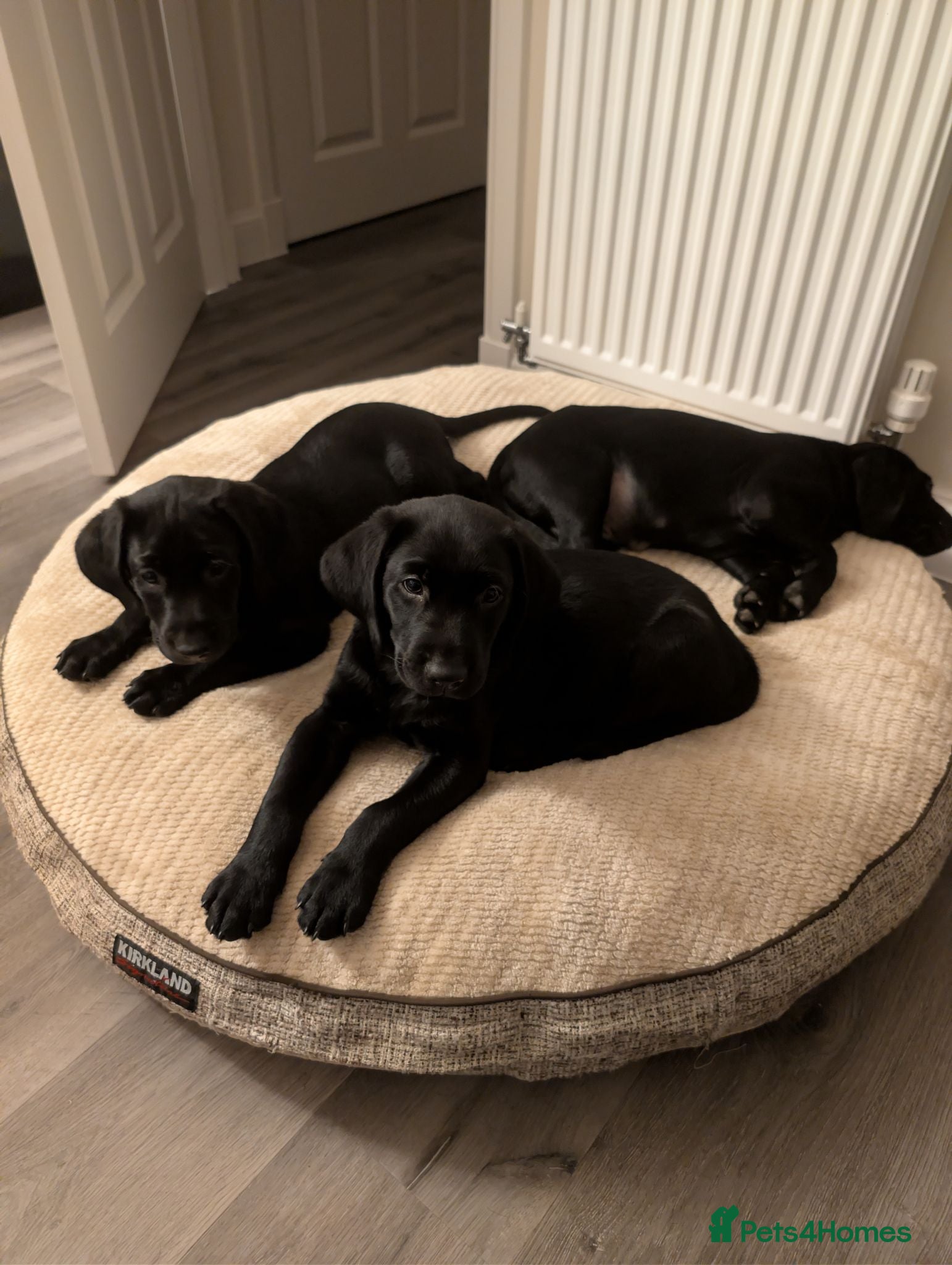 Labrador Retriever dogs Black Labradors  - Advert 10