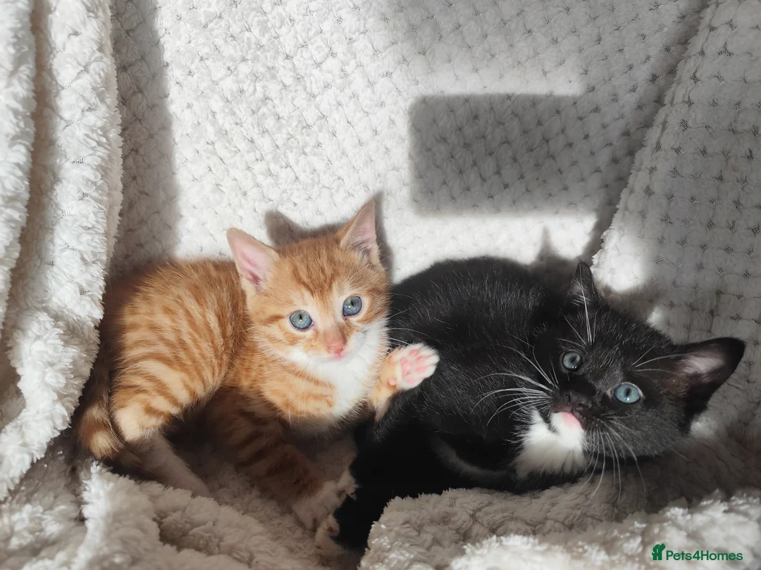 Domestic Shorthair cats for sale: Adorable kittens for sale - Advert 5