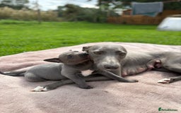 Whippet dogs for sale: Blue Whippet Puppy - Image 3
