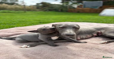 Whippet dogs - Advert 6