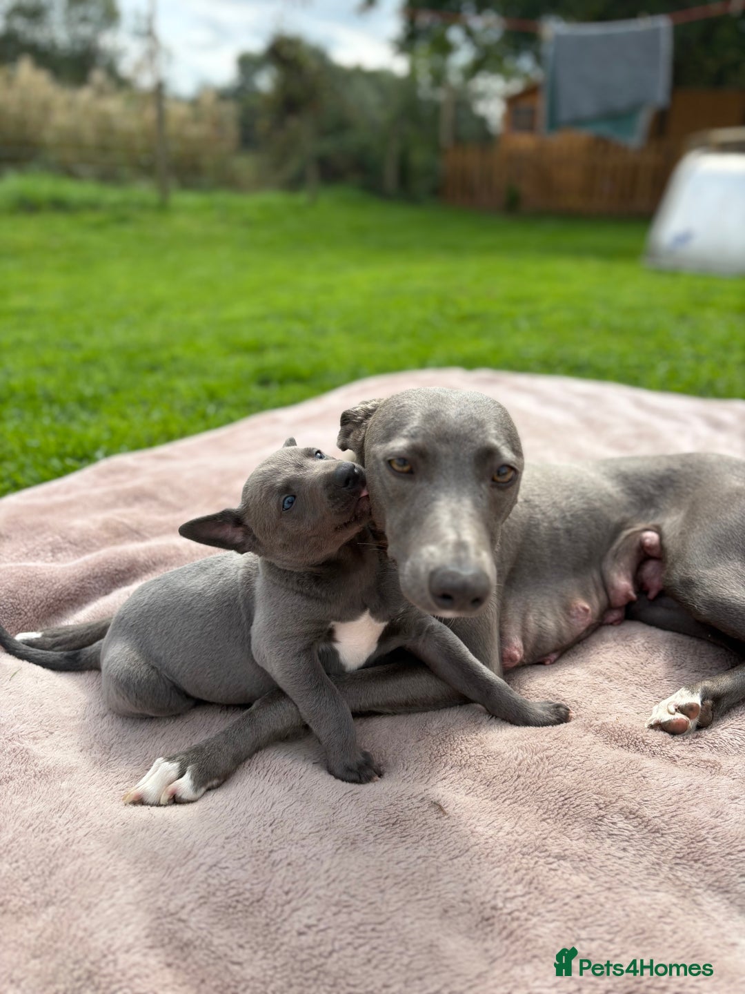 Whippet dogs for sale: Blue Whippet Puppy - Image 3