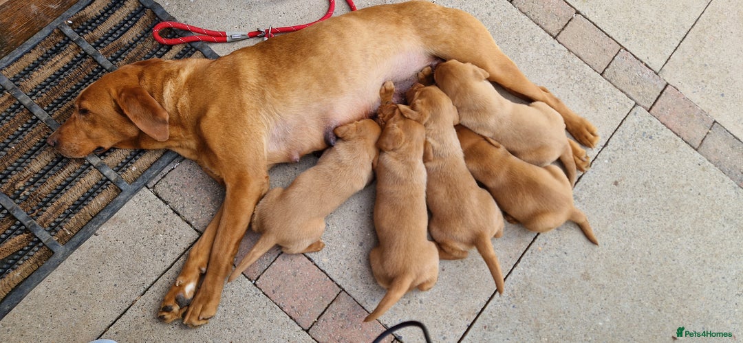Labrador Retriever dogs for sale: exceptional dark fox red puppies - Image 12