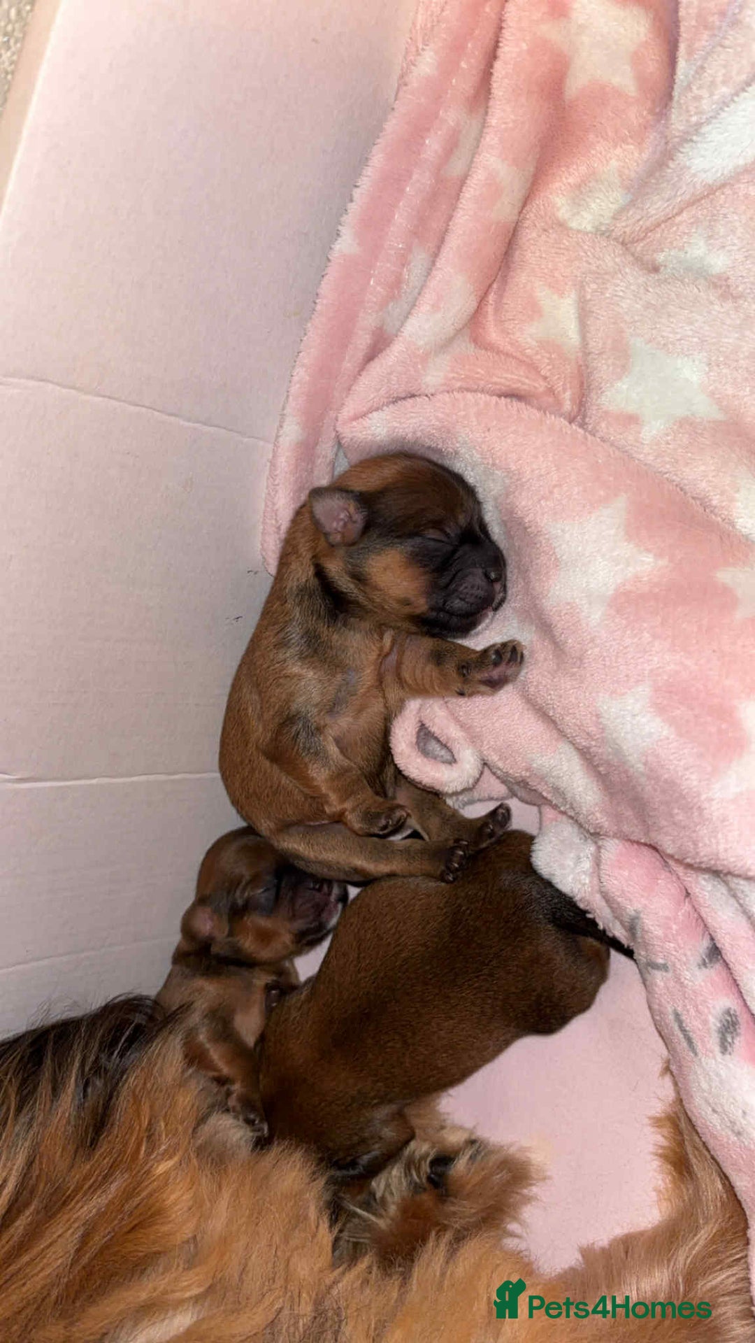 Mixed Breed dogs for sale: Lhasa-apso x Pomeranian pups - Advert 8