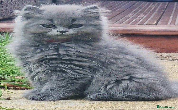 British Longhair cats - Advert 1