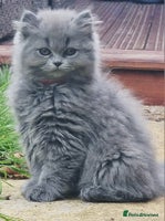 British Longhair cats - Advert 7