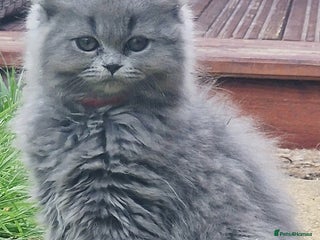 British Longhair cats - Advert 7