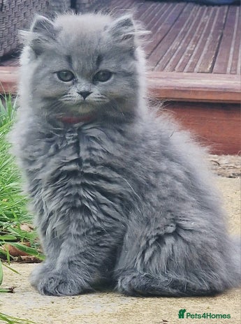 British Longhair cats - Advert 1