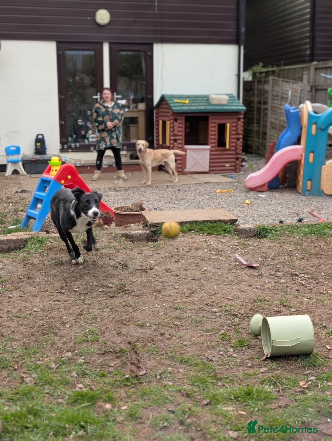 Whippet dogs for stud: Lovely Stella - Advert 4