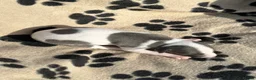Whippet dogs for sale: 🐾 Beautiful Whippet Puppies Available 🐾 - Advert 19