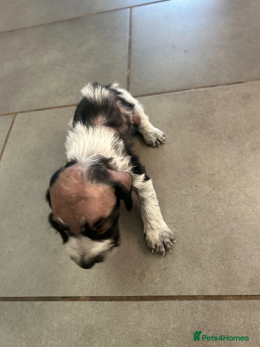 Cocker Spaniel dogs for sale: COCKER SPANIEL PUPPIES  - Advert 36