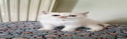 British Shorthair cats for sale: 🌟GCCF registred kittens 🌟 - Advert 3