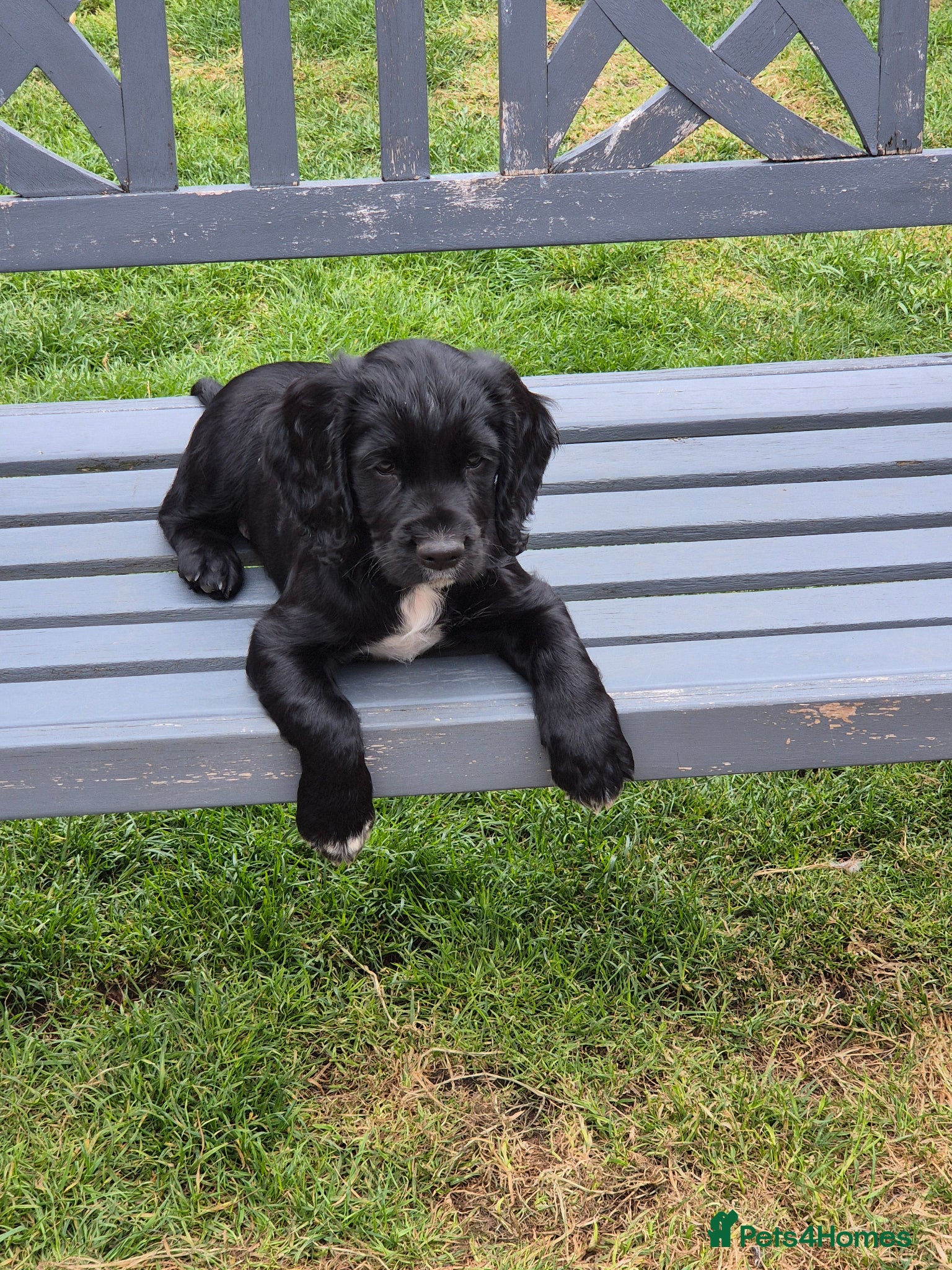 Cocker Spaniel dogs for sale: 1 beautiful black & white boy left kc registered  - Advert 3