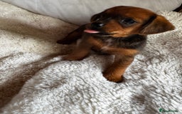 Miniature Dachshund dogs for sale: Miniature dachshunds - Image 7