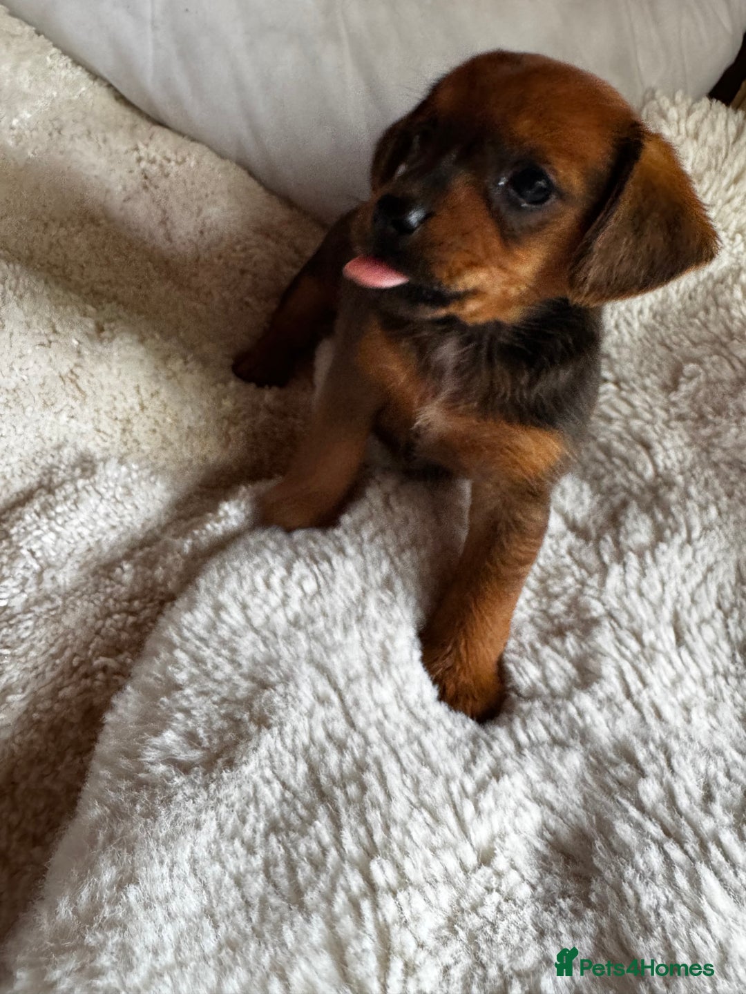 Miniature Dachshund dogs for sale: Miniature dachshunds - Image 7