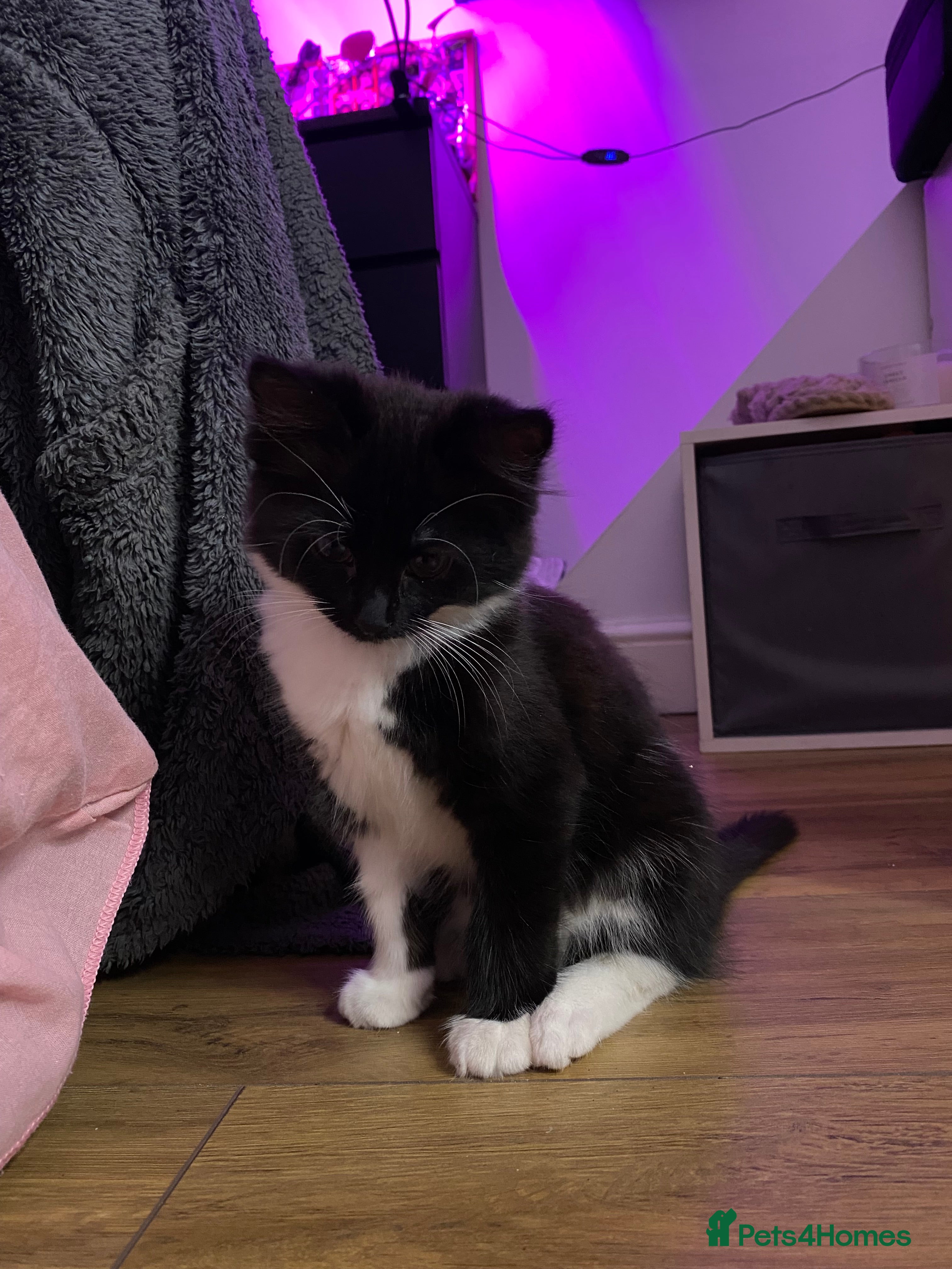 Mixed Breed cats for sale: Tuxedo kittens looking for their forever homes  - Advert 16