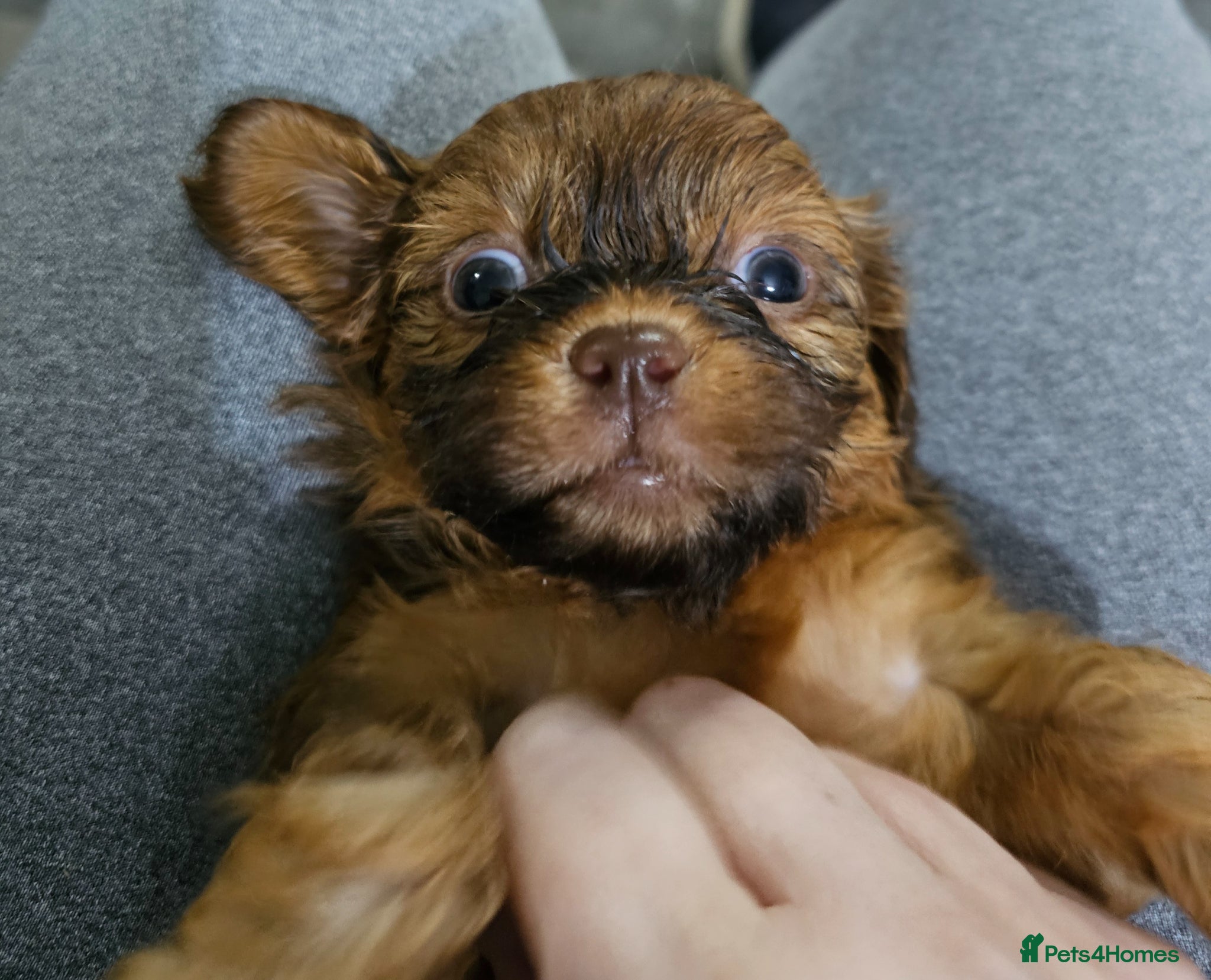 Shih Tzu dogs for sale: Choc Liver Shih Tzu puppies - Advert 15