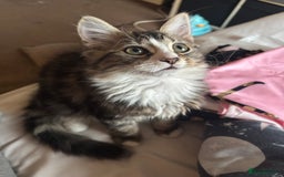 Mixed Breed cats for sale: Siberian mix kitten - Image 2