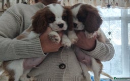 Cavalier King Charles Spaniel dogs for sale: 2beautiful king charles boys  - Image 1