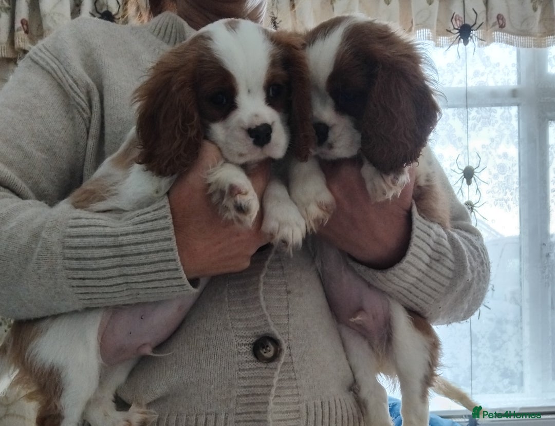 Cavalier King Charles Spaniel dogs for sale: 2beautiful king charles boys  - Image 1