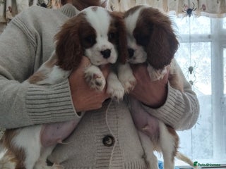 Cavalier King Charles Spaniel dogs - Advert 4