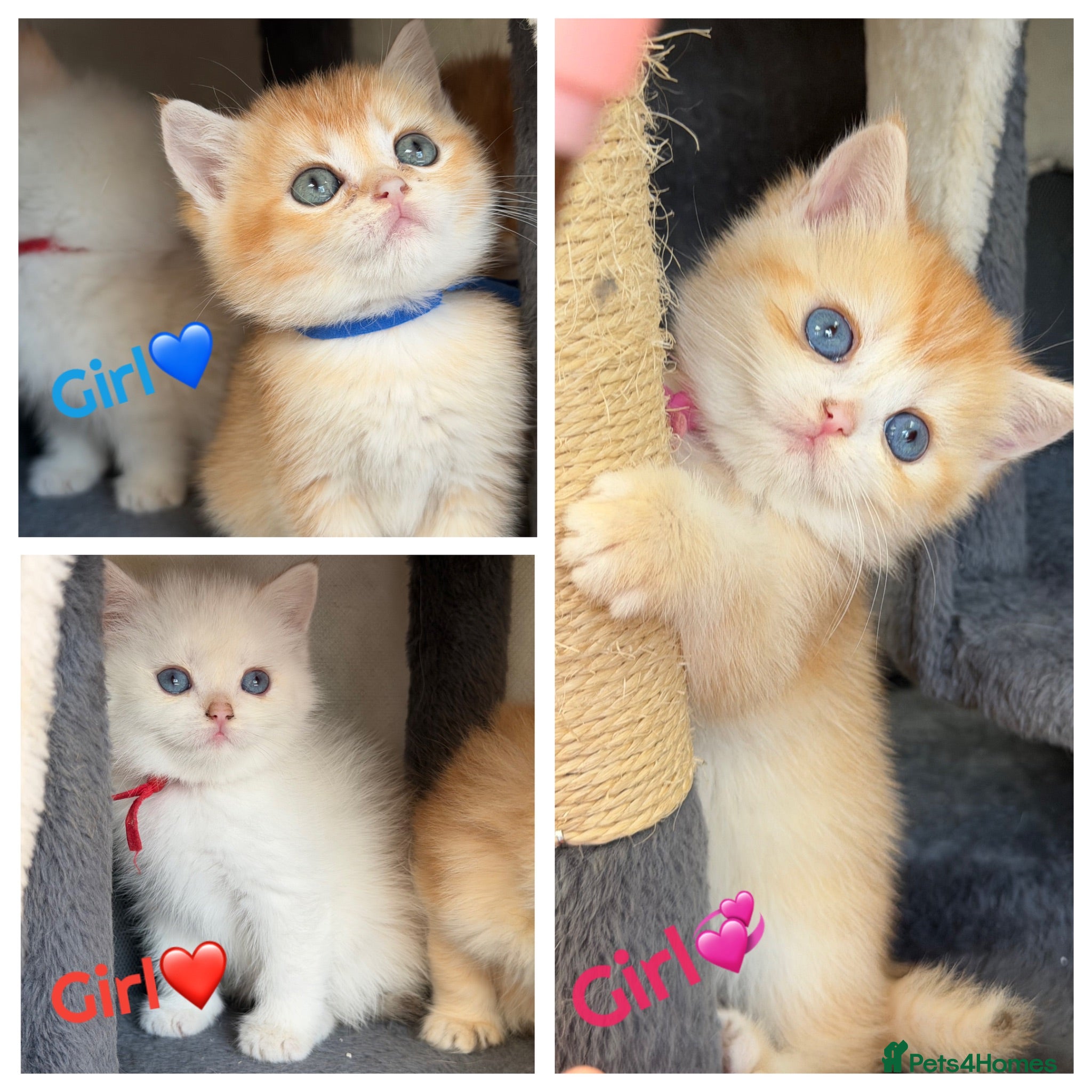 British Shorthair cats British sh odd eyed golden adorable kitten GCCF  - Advert 13