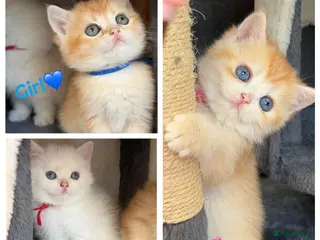 British Shorthair cats British sh odd eyed golden adorable kitten GCCF - Advert 13