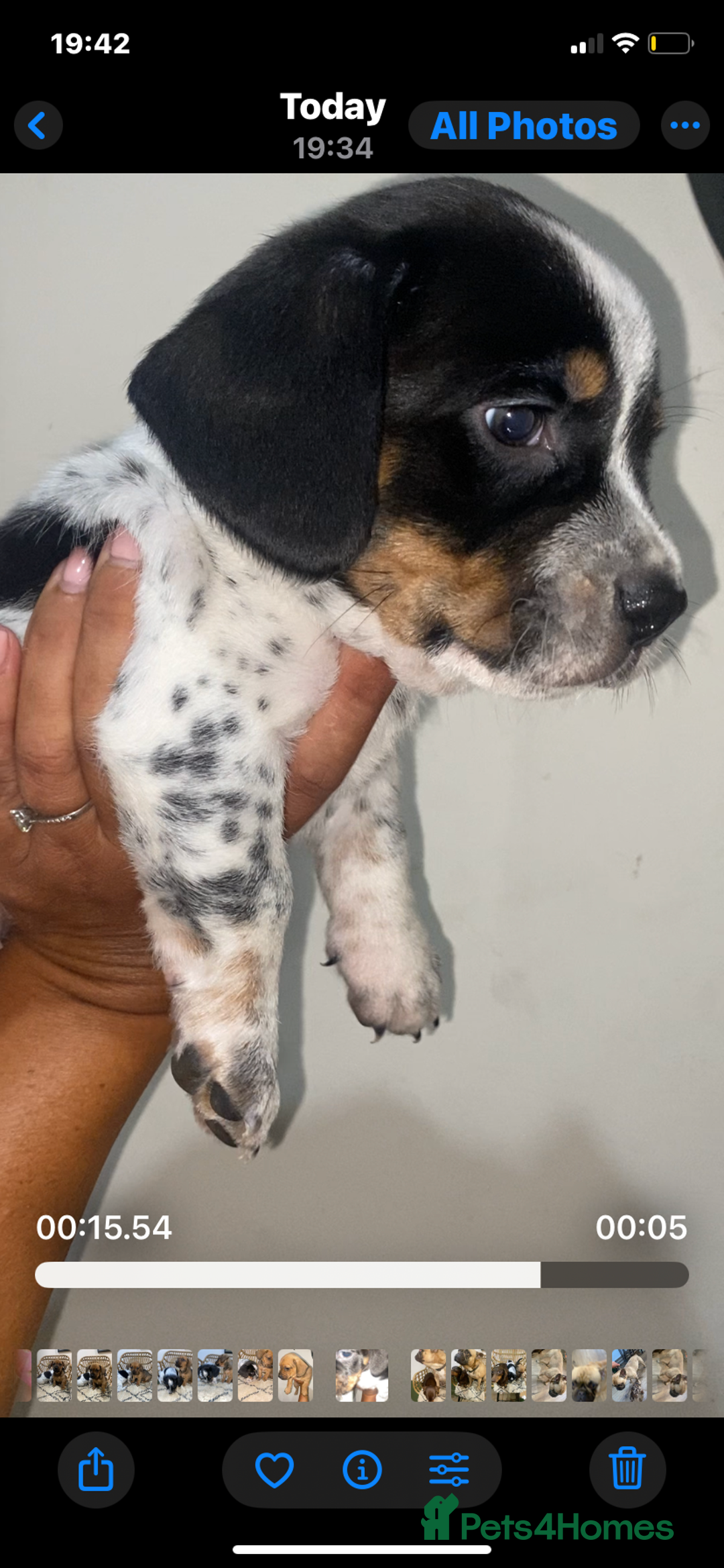 Mixed Breed dogs for sale: French Bull Weiner dogs 6 weeks old  - Image 11