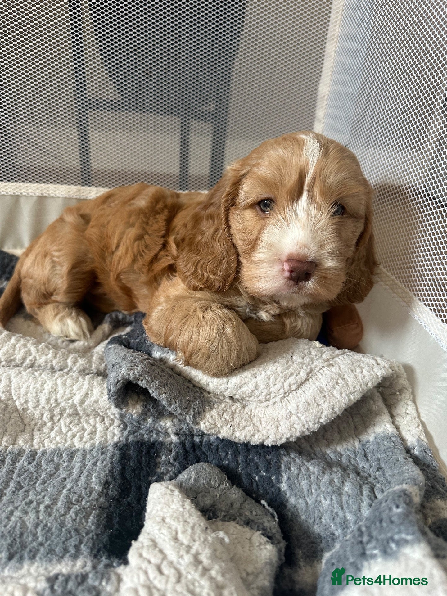 Cockapoo dogs One MALE left. F1B cockapoo puppy.  - Advert 10