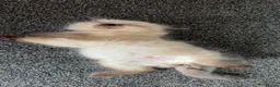 Ragdoll cats for sale: Adorable little ragdoll baby  - Advert 4
