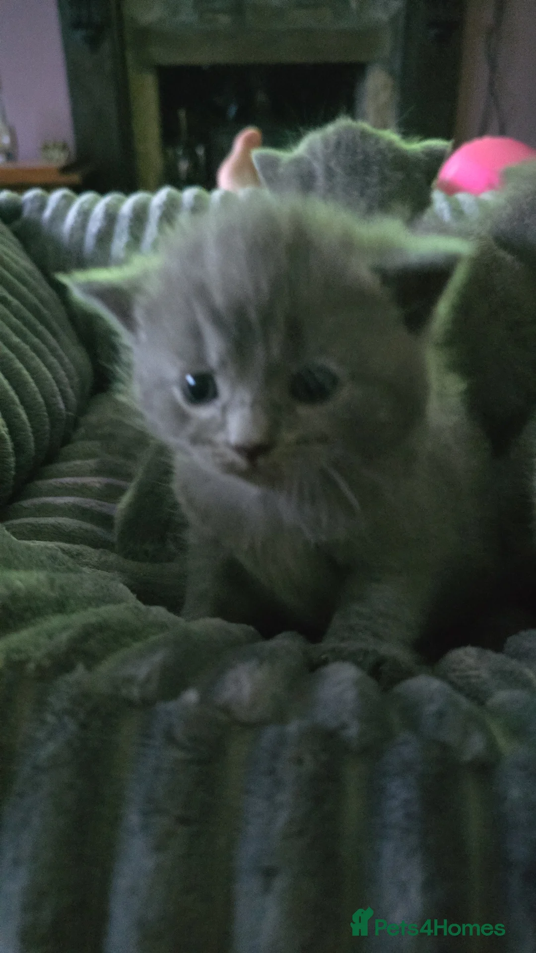 British Shorthair cats for sale: Beautiful British Short Hair kittens in West Calder - Advert 5