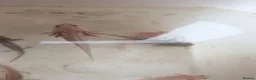 Other/Mixed Breed fish for sale: Axolotls  in Cheadle - Advert 3