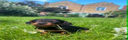 Dachshund dogs for sale: Dachshund puppies in Leicester - Advert 13