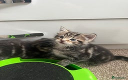 Mixed Breed cats for sale: Adorable Kittens Looking for Their Forever Homes - Advert 10