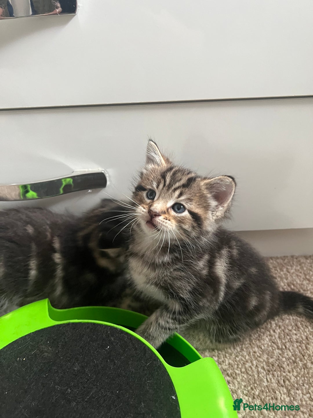 Mixed Breed cats for sale: Adorable Kittens Looking for Their Forever Homes - Advert 10