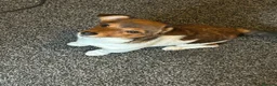 Jack Russell dogs for sale: Jack Russell pup in Derby - Advert 4
