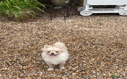 Pomeranian dogs for sale: Beautiful Pomeranian  - Image 5