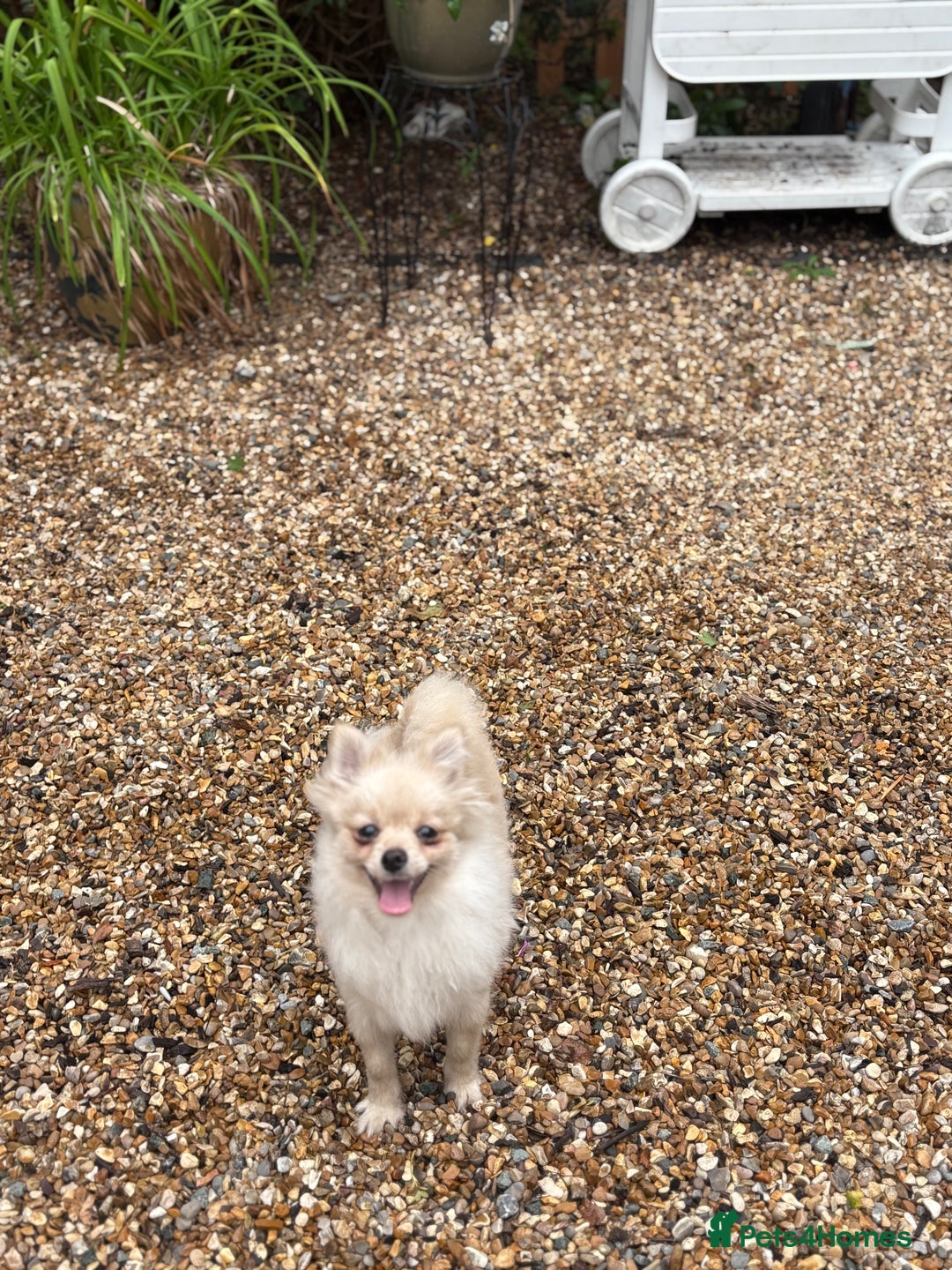 Pomeranian dogs for sale: Beautiful Pomeranian  - Image 5